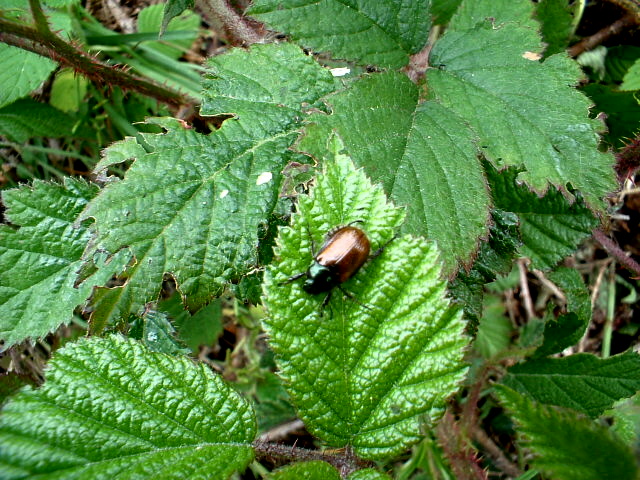 Lasiommata maera,Oreina cacaliae:insetti in Val Trompia